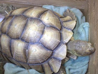 Schildpaddenopvang Nederland in Harkema